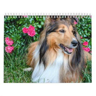 2026 Sheltie-Kalender Kalender