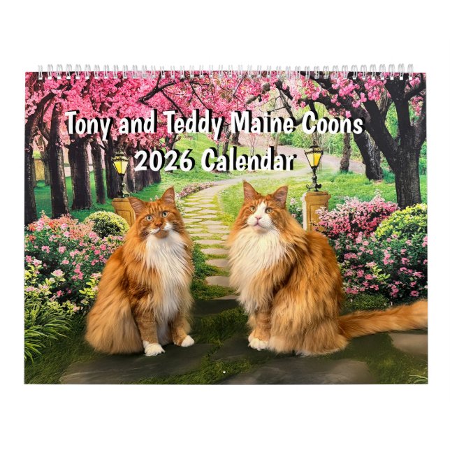 2026 Tony and Teddy Maine Coons Calendar Kalender (Titelbild)