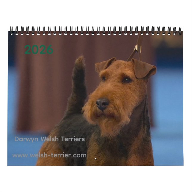 2026 Welsh Terrier Calendar Kalender (Titelbild)