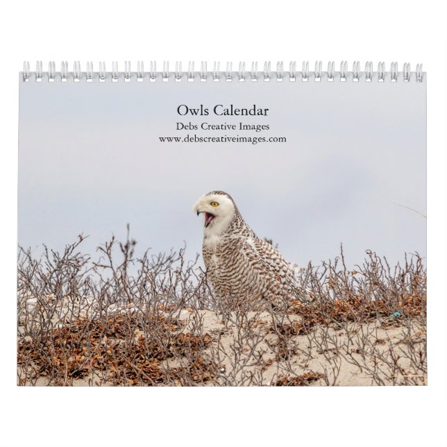 2027 Eulen Nordamerikas | Tierfotografie Kalender (Titelbild)