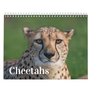 2027 Forever Cheetah Foto Kalender