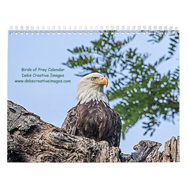 2027 Greifvögel von New York | Wildlife-Fotografie Kalender (Titelbild)