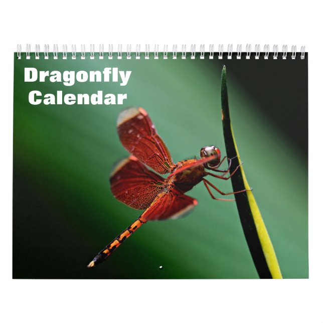 2027 Libellen-Kalender Kalender (Titelbild)