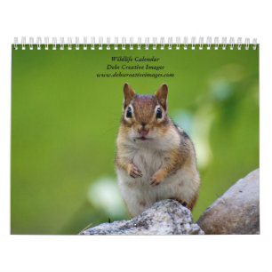 2027 New Yorker Wildtiere   Naturfotografie Kalender