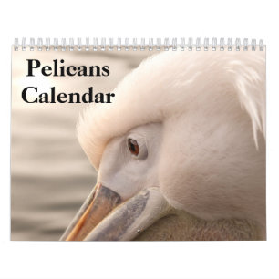 2027 Pelikane Vogelkalender Kalender