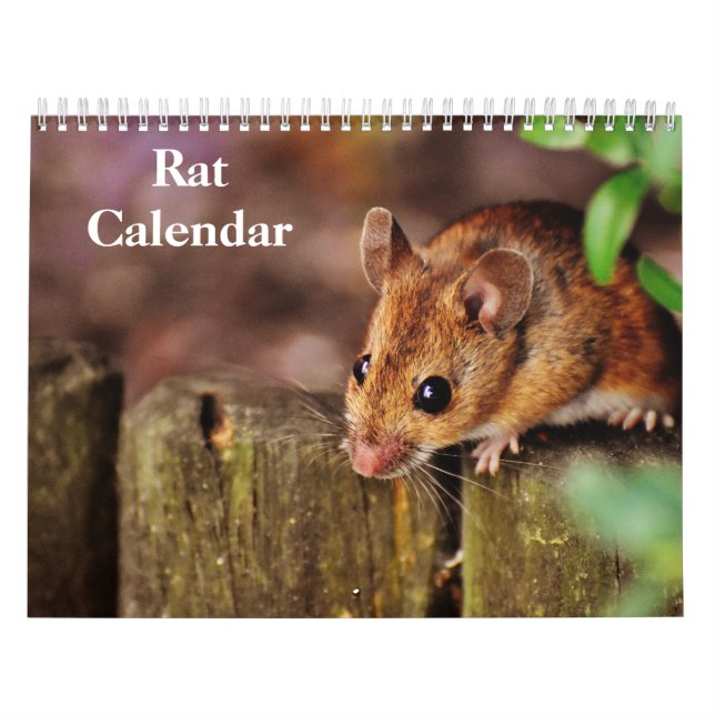 2027 Ratte Kalender (Titelbild)