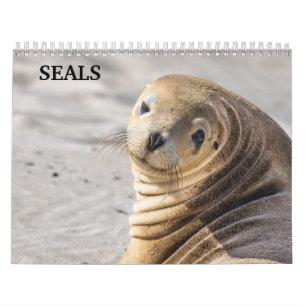 2027 Seelöwen Robben Kalender