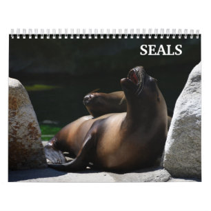 2027 Seelöwen Robben Kalender