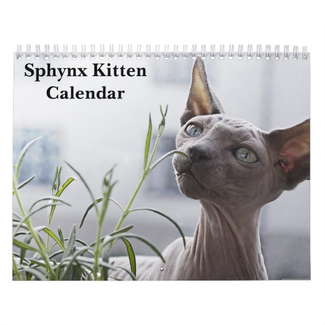 2027 Sphynx Kätzchen Kalender (Titelbild)