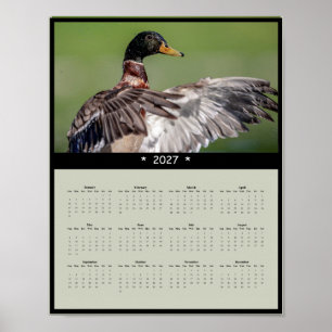 2027 Stockenten-Wandkalender - Wildtiere Poster