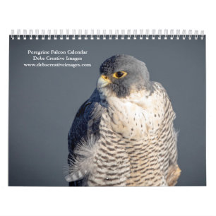 2027 Wanderfalke   Schnellster Vogel der Welt Kalender