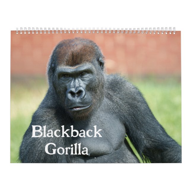 2027 Zeitloser Lope Western Flachlandgorilla Kalender (Titelbild)