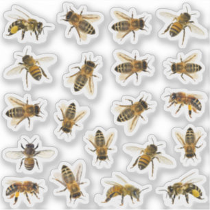 20 realistische Honeybee Apiary Stickers Aufkleber