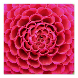20"x20", Poster Paper (Semi-Gloss) Hot Pink Blume