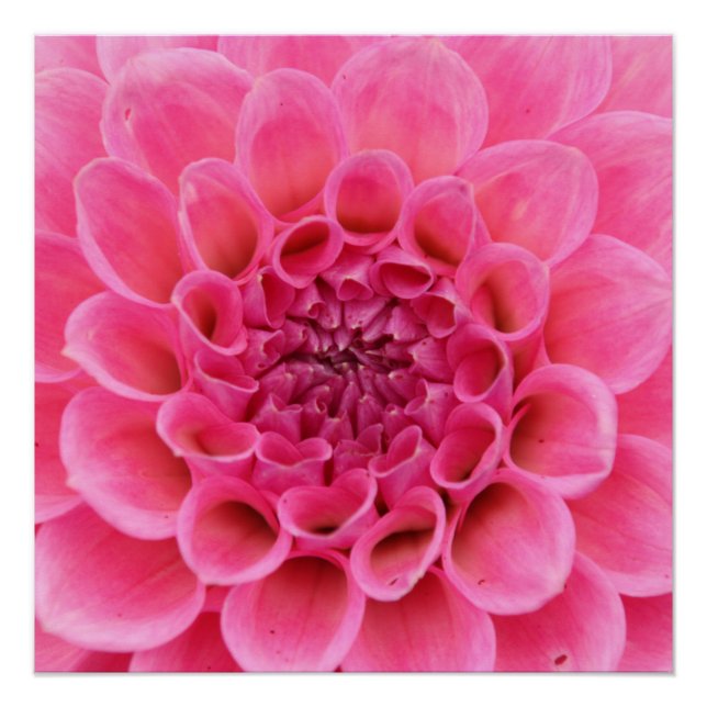 20"x20", Poster Paper (Semi-Gloss), rosa Blume (Vorderseite)