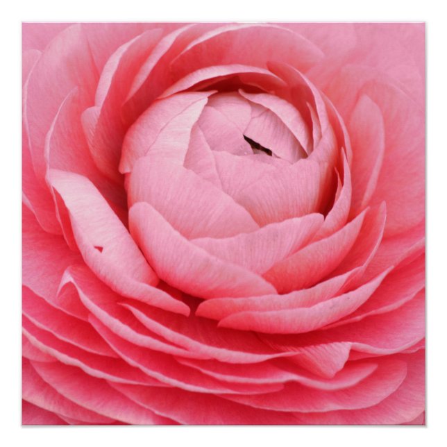 20"x20", Poster Paper (Semi-Gloss), rosa Blume (Vorderseite)