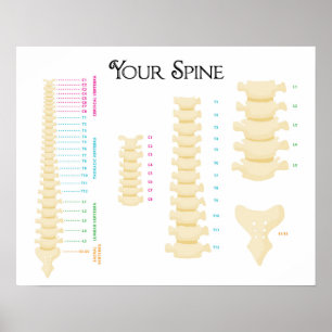 20" x 16", Spinal Column Poster