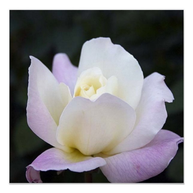 20 x 20 Poster (Vorderseite)