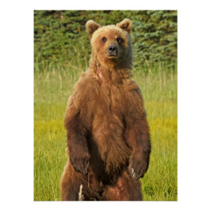 20" x 26,67" Glossy Poster des Grizzlybären