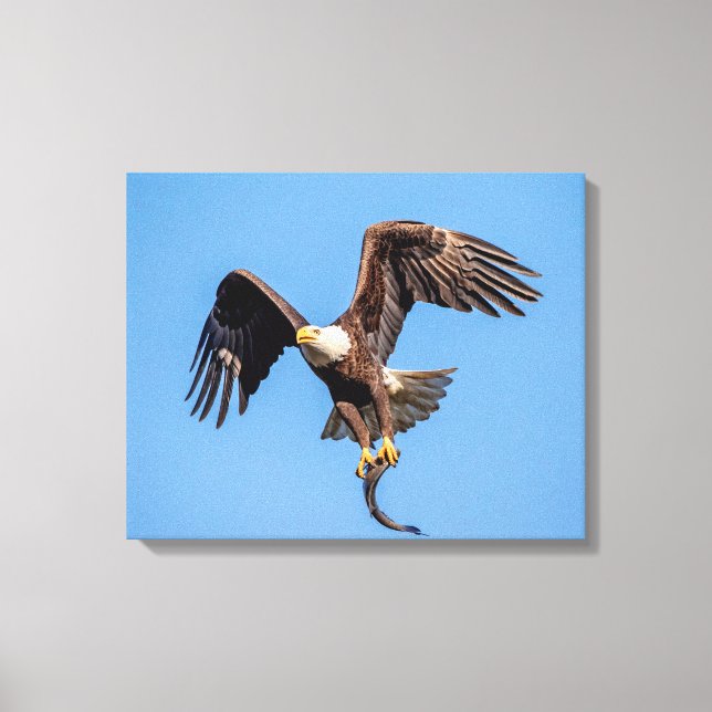 20x16 Adler mit Fisch Leinwanddruck (Vorderseite)