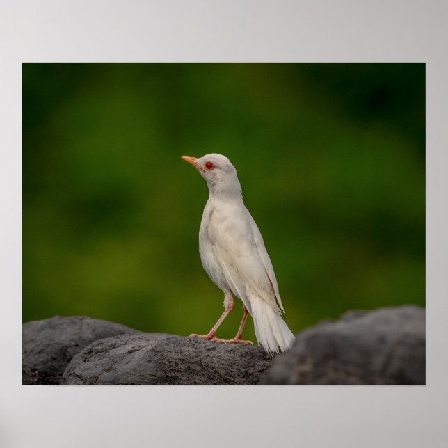20x16 Albino Robin in Crown Point Poster (Vorne)