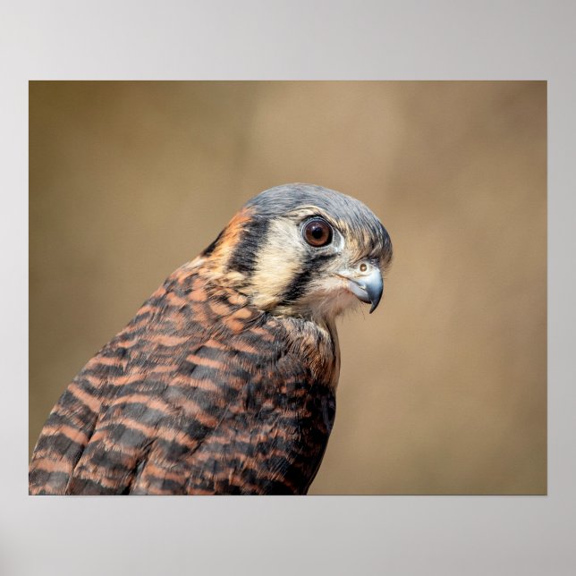 20x16 amerikanisches Kestrel Poster (Vorne)