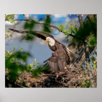 20x16 Bald-Adler verlassend Nest