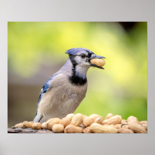 20x16 Blue Jay mit Erdnuss Poster