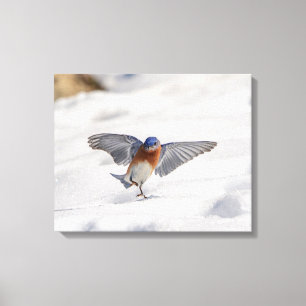 20x16 Eastern Bluebird tanzen im Schnee Leinwanddruck