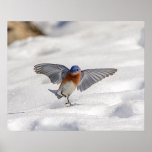 20x16 Eastern Bluebird tanzen im Schnee Poster
