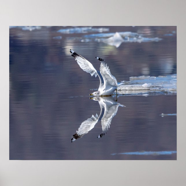 20x16 glatte Reflektionen Poster (Vorne)