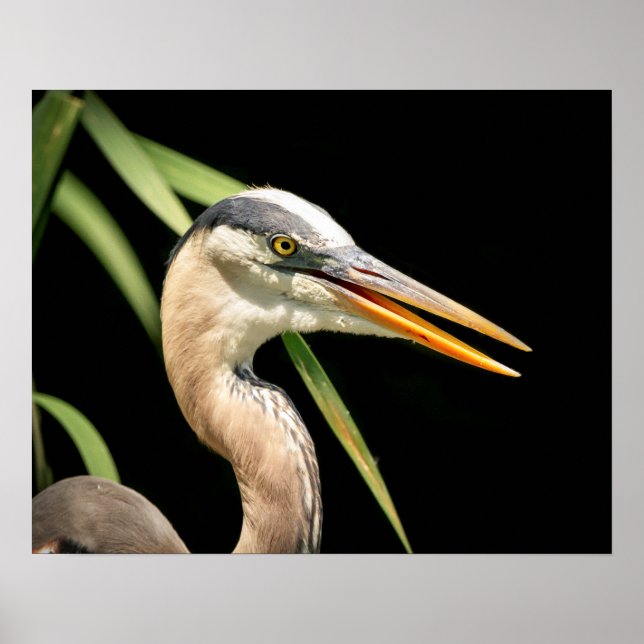 20x16 Great Blue Heron Poster (Vorne)