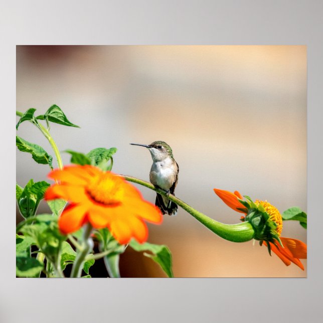 20x16 Hummingbird auf einer blühenden Pflanze Poster (Vorne)