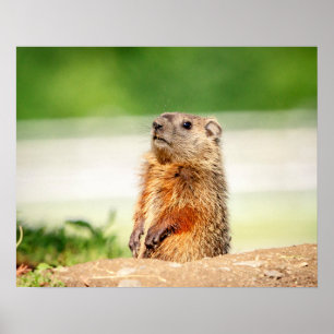 20x16 Junge Groundhog Poster