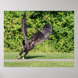 20x16 Juvenile Bald Adler Poster