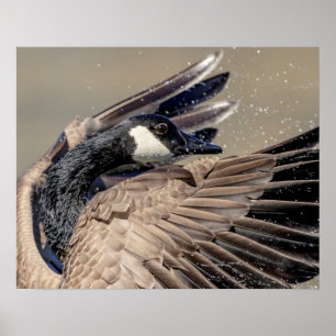 20x16 Kanada Gans Poster