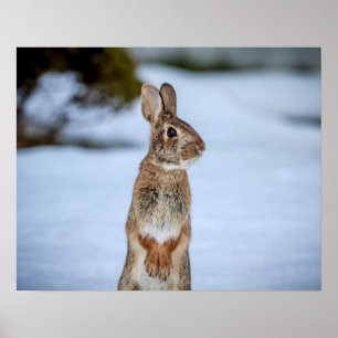 20x16 Kaninchen im Schnee Poster