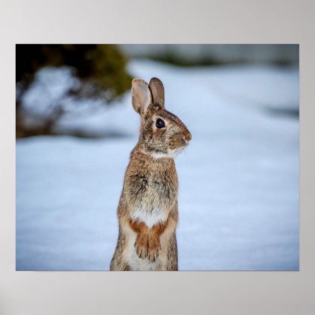 20x16 Kaninchen im Schnee Poster (Vorne)