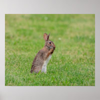 20x16 Kaninchen stehend im Gras und schüchtern aus