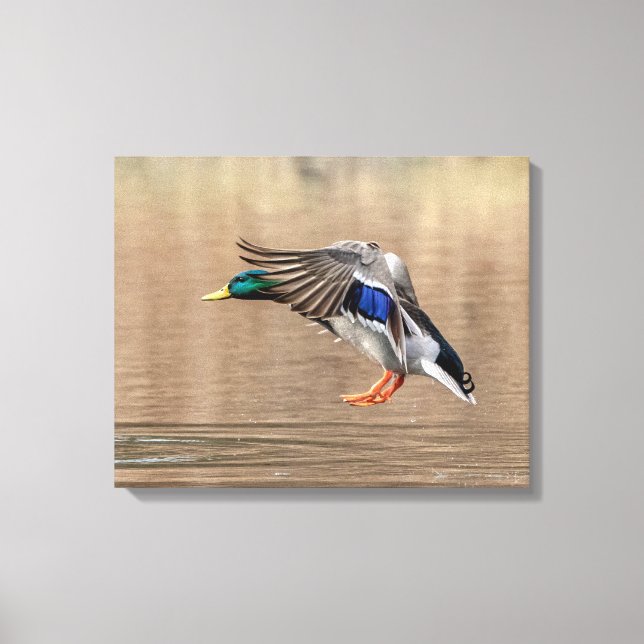 20x16 Mallard Duck im Flug Leinwanddruck (Vorderseite)
