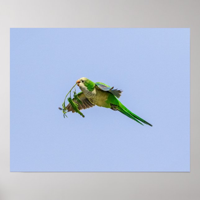 20x16 Monk Parakeet im Rio Grande Tal Poster (Vorne)