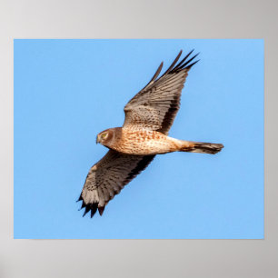 20x16 Northern Harrier Poster