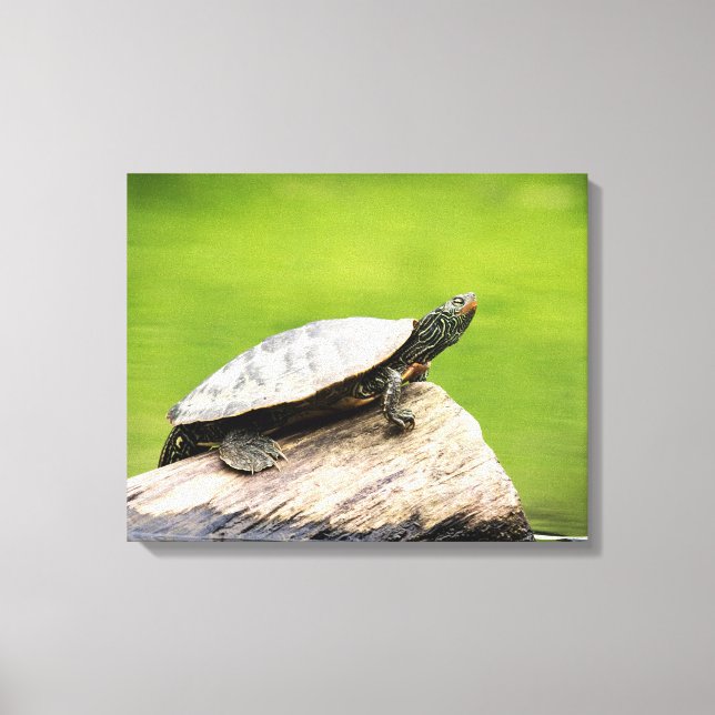 20x16 Painted Turtle on a log Leinwanddruck (Vorderseite)