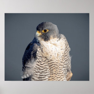 20x16 Peregrine Falcon entlang des Hudson River Poster