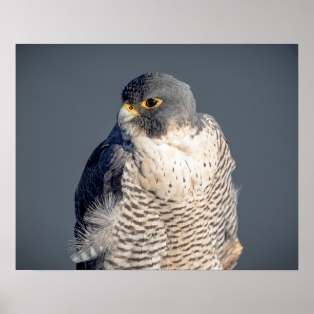 20x16 Peregrine Falcon entlang des Hudson River Poster (Vorne)