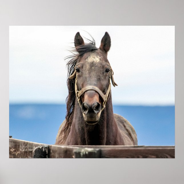 20x16 Pferdeportrait Poster (Vorne)