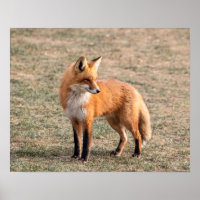 20x16 Red Fox in einem Feld
