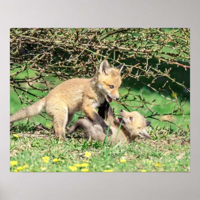 20x16 Red Fox Kits spielen Poster (Vorne)
