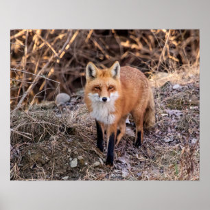 20x16 Red Fox nah und persönlich Poster