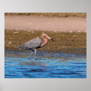 20x16 Reddish Egret am North Beach Poster